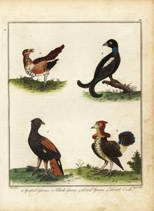 Game Birds: Spotted Grouse, Black Grouse, Wood Grouse, Heath Cock 1792 by Unbekannter Künstler