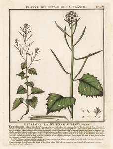 Garlic mustard, Alliaria petiolata by Unbekannter Künstler