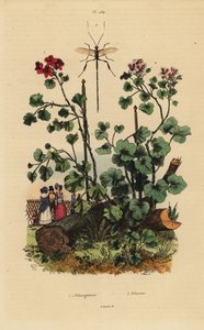 Geranium Species, Pelargonium Daveyanum and Pelargonium Macranthon