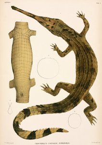 Gharial, Indonesia by Unbekannter Künstler
