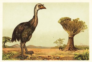 Giant Moa and Dragon Tree