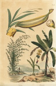 Giant Thorny Bamboo Plant and Banana Tree with Fruit and Cross Section