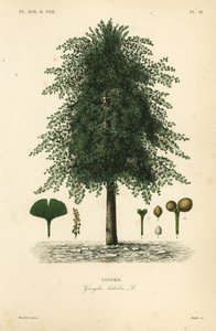 Gingko or maidenhair tree