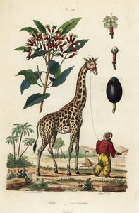 Giraffe with handler and clove tree