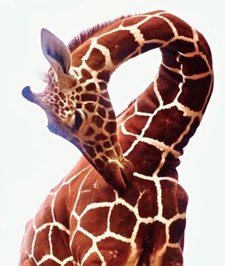 Giraffe, Sarara, 2017