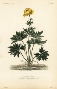 Globeflower