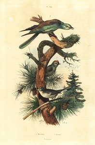 Goldcrests and European roller by Unbekannt