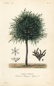 Grains of Selim, Xylopia aethiopica