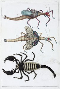 Grasshoppers and scorpion