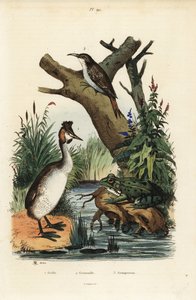 Great crested grebe, green frog, and Eurasian treecreeper