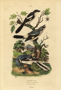 Great grey shrike, Lanius excubitor, grey-backed fiscal, Lanius excubitoroides, and fiscal shrike, Lanius collaris