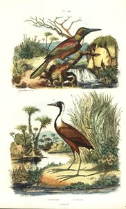 Great jacamar, Jacamerops aureus, and northern jacana, Jacana spinosa