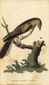 Greater Honeyguide, Indicator indicator, 1800 (engraving) by Unbekannter Künstler