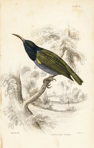Green-headed Sunbird (Lower Guinea), Cyanomitra verticalis cyanocephala (Olive-backed Sunbird, Cinnyris chloronotus)