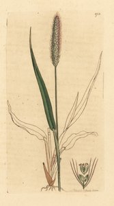 Green foxtail grass, Setaria viridis (Green panick-grass, Panicum viride) Handcoloured copperplate engraving after a drawing by James Sowerby for James Smith