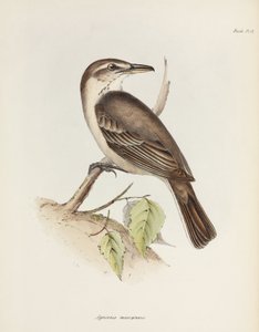 Grey-bellied Shrike-tyrant, c. 1832-1836 by Unbekannt