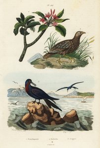 Grey-winged francolin, Scleroptila afra, great frigatebird, Fregata minor, and red frangipani, Plumeria rubra