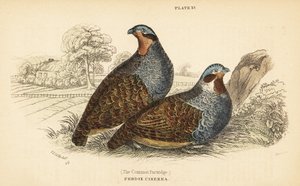 Grey Partridge, Perdix perdix by Unbekannter Künstler
