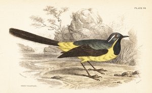Grey wagtail