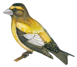 Evening grosbeak (Coccothraustes vespertinus)