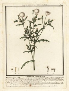 Groundsel, Senecio Vulgaris by Unbekannter Künstler