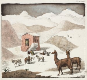 Guanacos, Valley of the Cuevas, Andes Mountains, Chile