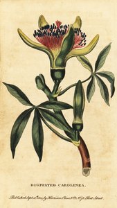 Guiana Chestnut, Pachira aquatica, 1800 (engraving) by Unbekannter Künstler