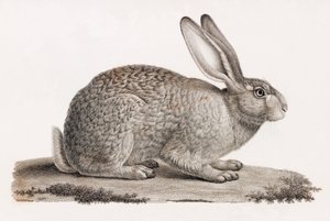 Hare from Egypt