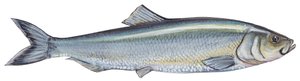 Atlantic herring (Clupea harengus) by Unbekannter Künstler