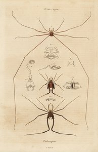 Harvestmen, harvesters or daddy longlegs, Opiliones species by Unbekannt