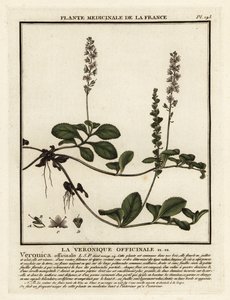 Heath Speedwell, Veronica officinalis by Unbekannter Künstler
