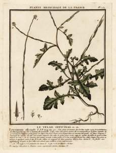 Hedge Mustard, Sisymbrium officinale by Unbekannter Künstler