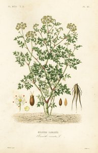 Hemlock water dropwort
