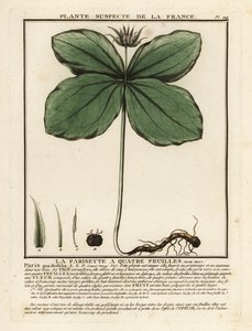 Herb-Paris, Paris Quadrifolia by Unbekannter Künstler