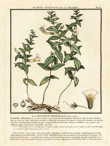 Herb of Grace, Gratiola Officinalis by Unbekannter Künstler