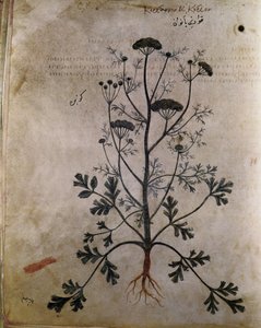 Herbals Coriander