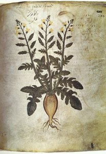Herbals Turnip by Unbekannt