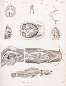 Heterobranches, Anatomic Details