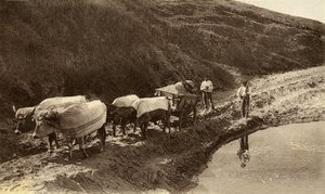 Hitch of oxen covered with Basque fabrics, early 20th century by Alec Hunter