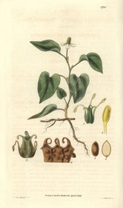 Houttuynia has white flowers, with details of fruits, pistil and etamines. Illustration by William Jackson Hooker by Unbekannter Künstler