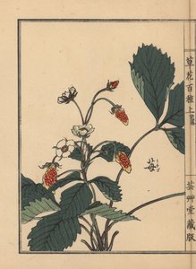 Ichigo or strawberry, Fragaria ananassa. Handcoloured woodblock print by Kono Bairei from Kusa Bana Hyakushu (One Hundred Varieties of Flowers), Tokyo, Yamada by Unbekannter Künstler