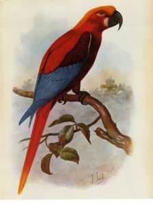 Illustration of Jamaican Parrot