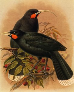 Illustration of Heteralocha acutirostris (Huia)
