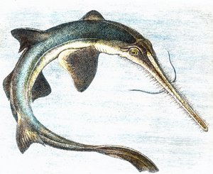 Illustration of a Swordfish