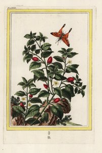 India Pepper. Pepper, Capsicum annuum. Handcoloured etching from Pierre Joseph Buchoz 