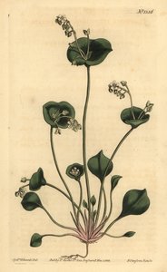 Indian Lettuce, Perfoliate Claytonia, Claytonia Perfoliata
