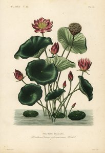 Indian lotus by Unbekannt