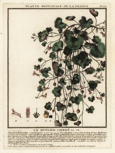 Ivy-leaved Toadflax, Cymbalaria muralis by Unbekannter Künstler