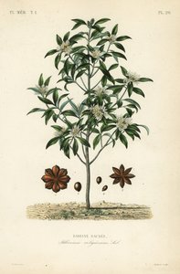 Japanese star anise, aniseed tree or sacred anise tree