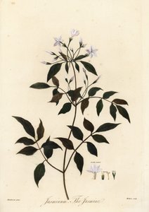 Jasmine, Jasminum officinale (engraving)